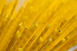 Četka za komunalnu industriju